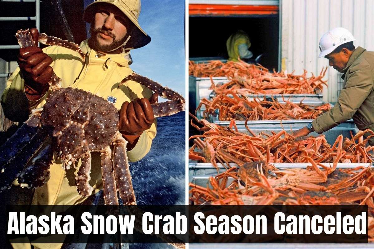 Alaska snow crab season canceled as authorities investigate